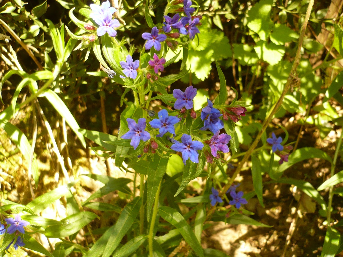 Buglossoides purpureocaerulea (Boraginaceae)